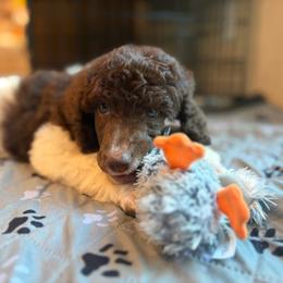 Toffee - Parti female Poodle puppy in Otto, North Carolina from Wild Suns Farm