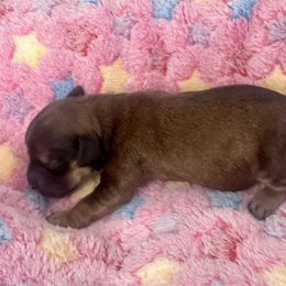 Havanese Puppies from Havanese Acres
