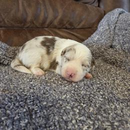 AKC CH Sired Red Merle Boy 1 - Red merle male Border Collie puppy in Newalla, Oklahoma from Roughstock Border Collies and Dachshunds