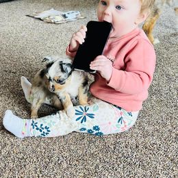 Miniature Australian Shepherd and Toy Australian Shepherd Puppies from Columbia Coast Toy & Mini Aussies