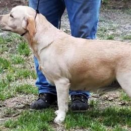 Labrador Retrievers from Island Sound Labradors