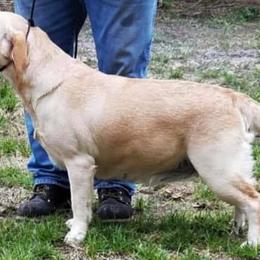 Labrador Retrievers from Island Sound Labradors