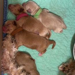 Reggie - Wheaten female Miniature Schnauzer puppy in Hemet, California from Journee Home Mini Schnauzers