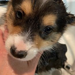 Dachshunds and Pembroke Welsh Corgis from Kuhbander Stable Llc