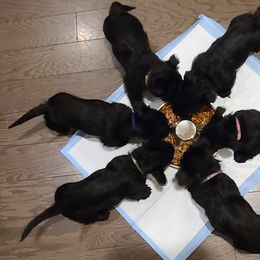 Scottish Terrier Puppies from Scotch McLaren Terriers