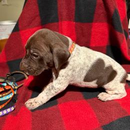 Pink - Liver roan female German Shorthaired Pointer puppy in Jackson, Georgia from Rosengrace Gsps (formerly Tiner GSP’s)