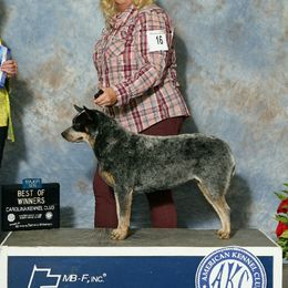 Vixen - Australian Cattle Dog