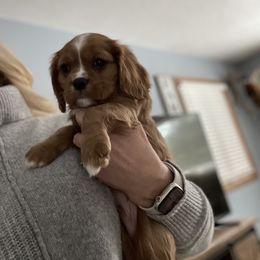Boy 1 - Blenheim Cavalier King Charles Spaniel puppy in Princeton, Minnesota from Heavenly Cavaliers