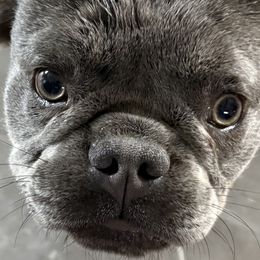 French Bulldogs from Perkins Bulldogs