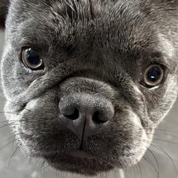 French Bulldogs from Perkins Bulldogs