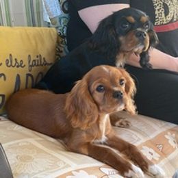 Cavalier King Charles Spaniels and Yorkshire Terriers from Bev’s Babies
