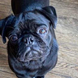 Pugs from Fox Farm Kennel