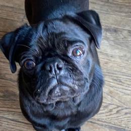Pugs from Fox Farm Kennel
