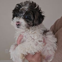 Nolan - Merle male Schnoodle puppy in Galena, Illinois from Perry's doodles
