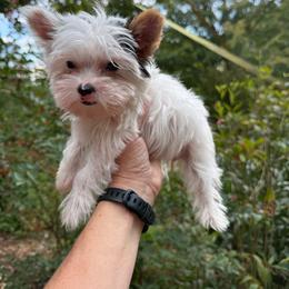 Baby - Parti female Yorkipoo puppy in Henderson, North Carolina from Dorans Danes and Doodles