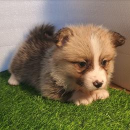 Manhattan - Sable female Pembroke Welsh Corgi puppy in Ellensburg, Washington from Faery Mount Farm