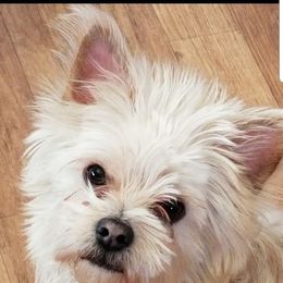 Yorkshire Terriers from 1st St Yorkies