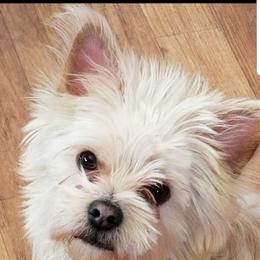 Yorkshire Terriers from 1st St Yorkies