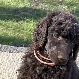 Louise, girl 3 pink - Brown Poodle puppy in Madison, Wisconsin from KB Standard Poodles