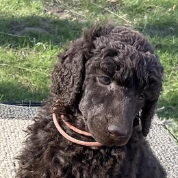 Louise, girl 3 pink - Brown Poodle puppy in Madison, Wisconsin from KB Standard Poodles