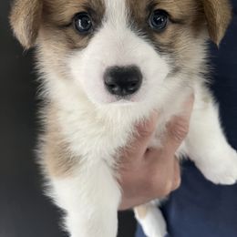Pembroke Welsh Corgi Puppies from Delaney’s Corgis