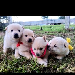 Boy 1 - Cream male Schipperke puppy in Groesbeck, Texas from Lost Prairie Puppies