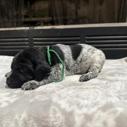 Green - Black roan male German Shorthaired Pointer puppy in Huntington, Texas from B&B GSP’S