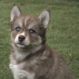 Raisin - Red and white female Siberian Husky puppy in Warwick, Rhode Island from Young Orchard Siberians