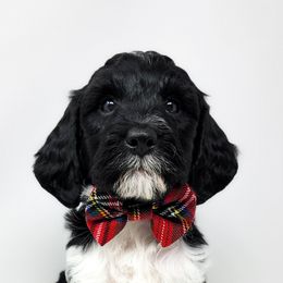 Bernedoodle, Double Doodle, and Goldendoodle Puppies from Winding Creek Ranch
