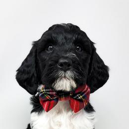 Bernedoodle, Double Doodle, and Goldendoodle Puppies from Winding Creek Ranch