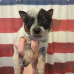 Silo - Blue speckled male Australian Cattle Dog puppy in Mena, Arkansas from Red Desert Australian Cattle Dogs