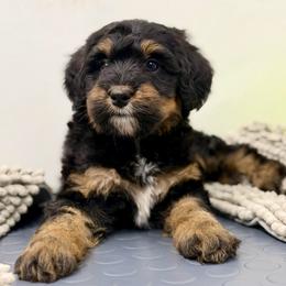 Nut Tossie - Phantom female Bernedoodle puppy in Hegins, Pennsylvania from Bubbling Springs Doodles, LLC