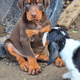 Acedia - Red and rust male Doberman Pinscher puppy in Lebanon, Ohio from Lady Mae Bassets & Doberman