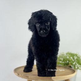 Santiago - Black male Poodle puppy in Republic, Missouri from Red Skye Puppies