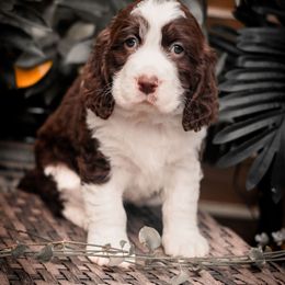 Paris - Liver and white female English Springer Spaniel puppy in Villa Rica, Georgia from Wildwood