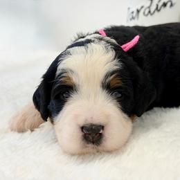 Miss Vale - Tri-color female Bernedoodle puppy in Hegins, Pennsylvania from Bubbling Springs Doodles, LLC