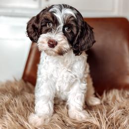 Odunze - Chocolate female Australian Labradoodle puppy in Decatur, Alabama from Southern Meadows Doodles