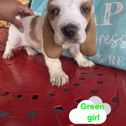 Basset Hound Puppies from Synbella's Charming Basset's