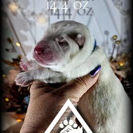 Artemis - White male German Shepherd puppy in Sequim, Washington from German Shepherd Haus
