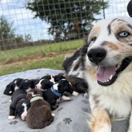 Aussiedoodle puppies from Barefoot Kennel