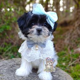 Korean Havamalt Jinx - female Havanese puppy in Barren Springs, Virginia from Seeking Shalom Acres Maltese, Maltipoos & Havamalts