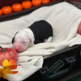 Jingle - Black and white male Sheepadoodle puppy in Willacoochee, Georgia from Kitandkboodle's Doodles