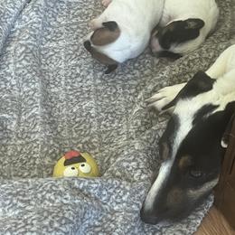 Border Collie and Jack Russell Terrier Puppies from CP FARMS BORDER COLLIES N JACKS CORP