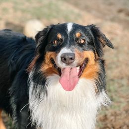 Benji - Australian Shepherd