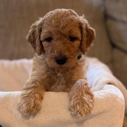 Finn - Apricot male Goldendoodle puppy in Fayetteville, Arkansas from Mountain Grove Doodles