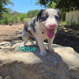 Lt Blue - Blue merle male Border Collie puppy in Itasca, Texas from KMA Ranch