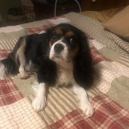 Cavalier King Charles Spaniels from Southern Beaus And Belles