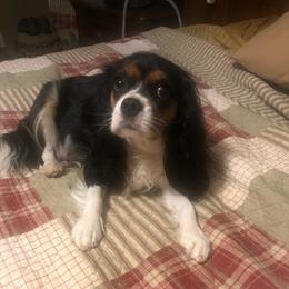 Cavalier King Charles Spaniels from Southern Beaus And Belles