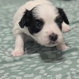 Auroras bigger girl - White and black female Papillon puppy in Joshua, Texas from Summertime Kennels
