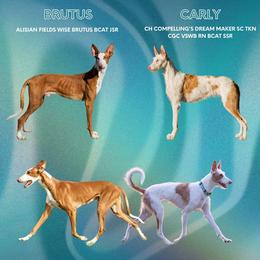 Ibizan Hound puppies from Compelling Canines